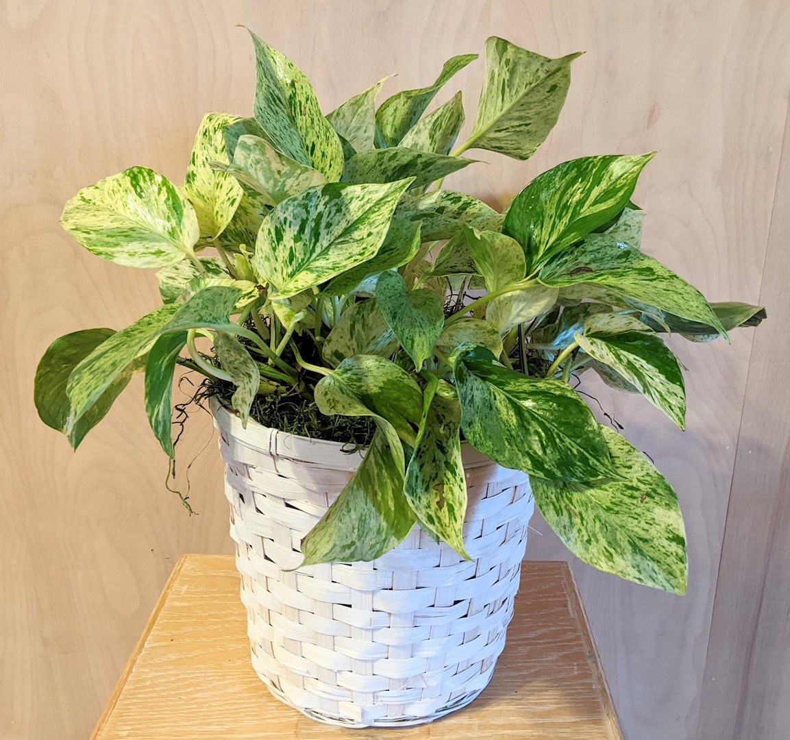 Flowers from Bill and Sheryl Bouman