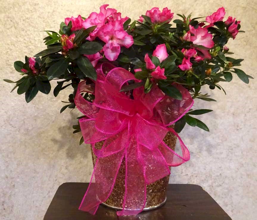 Flowers from Ann and Bruce Mairose