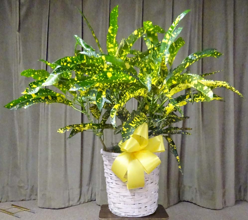 Flowers from The Radway's - Sandy, Todd & Traci, Stacy & Gary, Mark & Judith, Lori, and Families