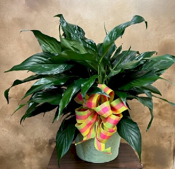 Flowers from Dakota Country Pharmacy