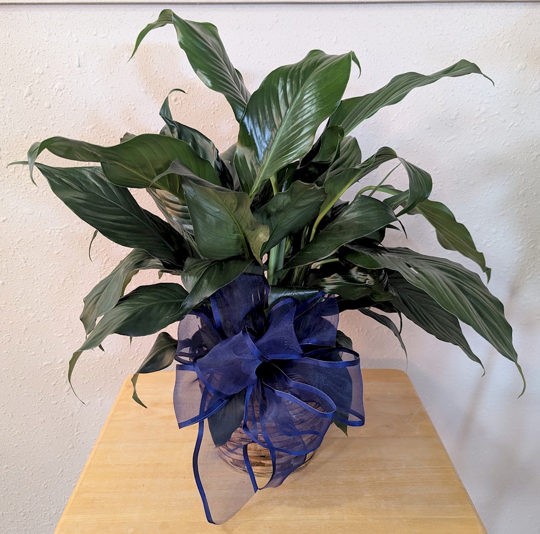 Flowers from The Hackworth Families
