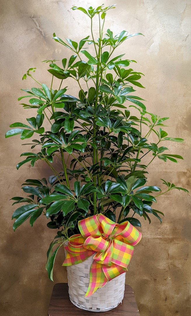 Flowers from The Benson's: Helen, Karla, Cindy, Pam, Randy, Kevin, and Families