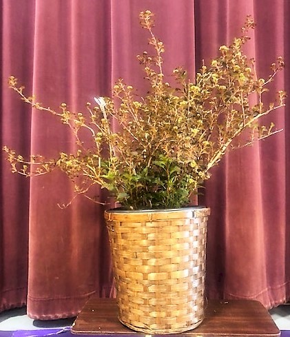 Flowers from Les and Muree's Family - Cindy, Mayola, Tom, Mike, Butch, Tony, and Families