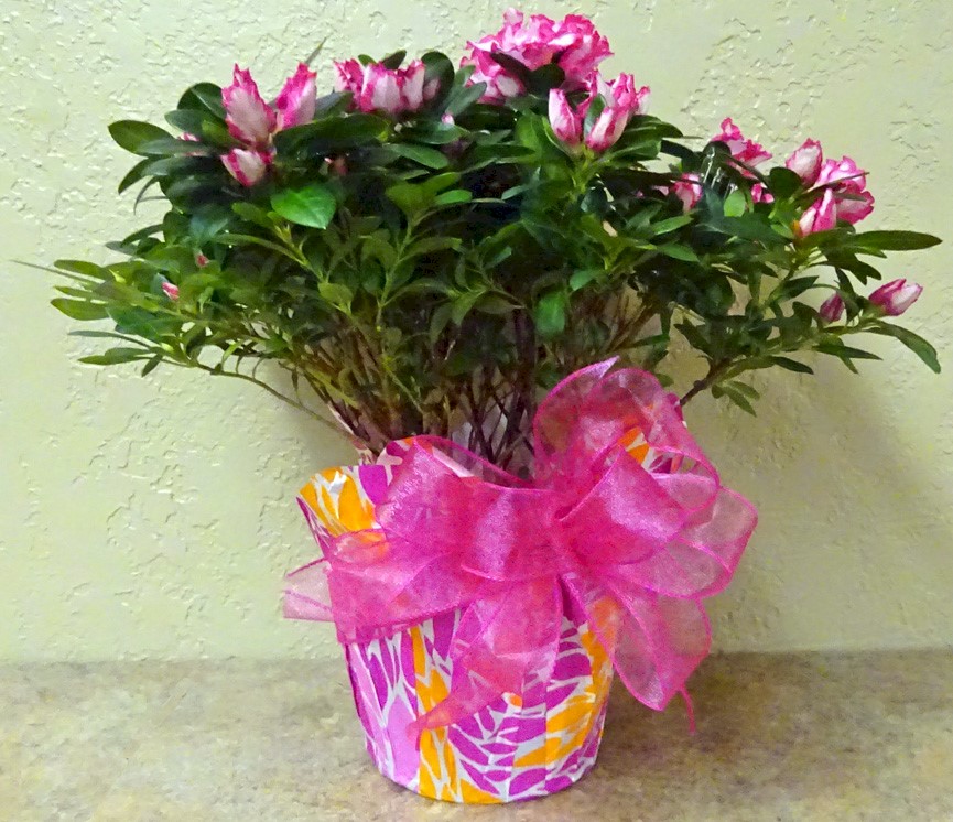 Flowers from Vonis Pool