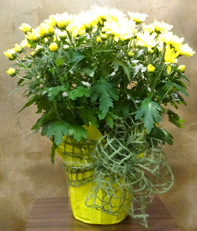 Flowers from Dakota Country Pharmacy