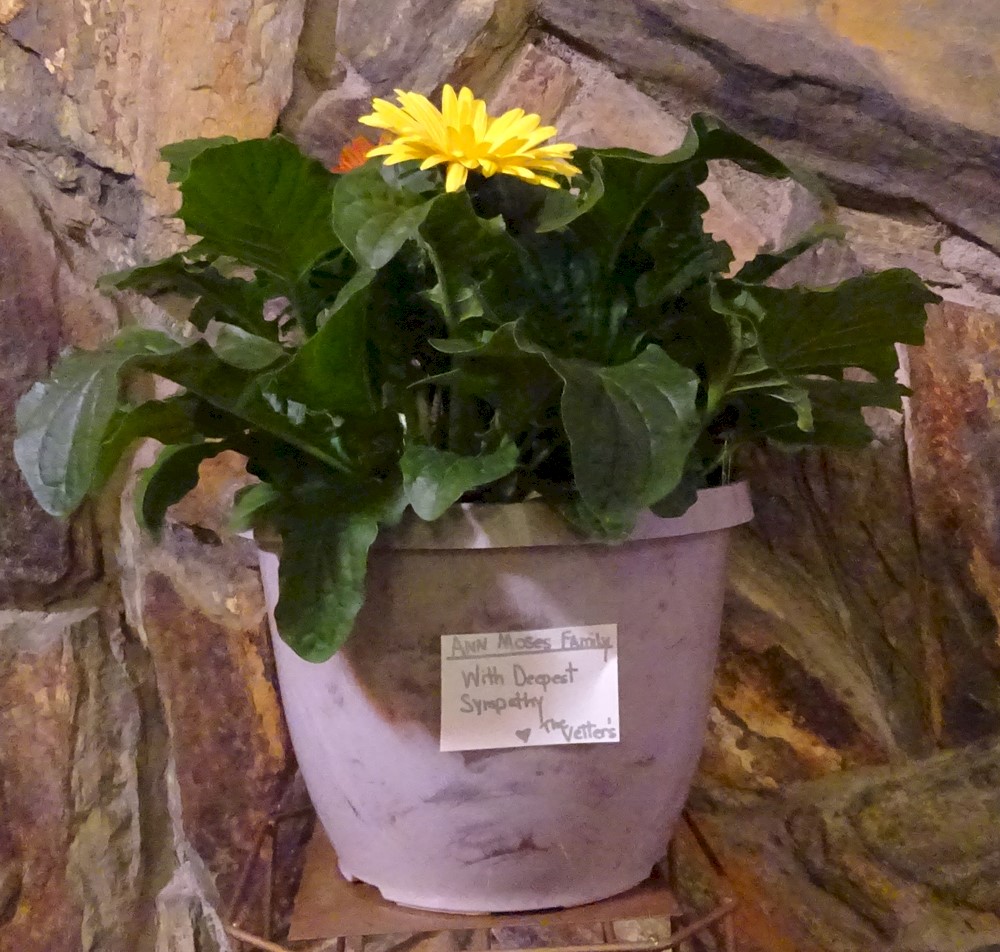 Flowers from The Vetters