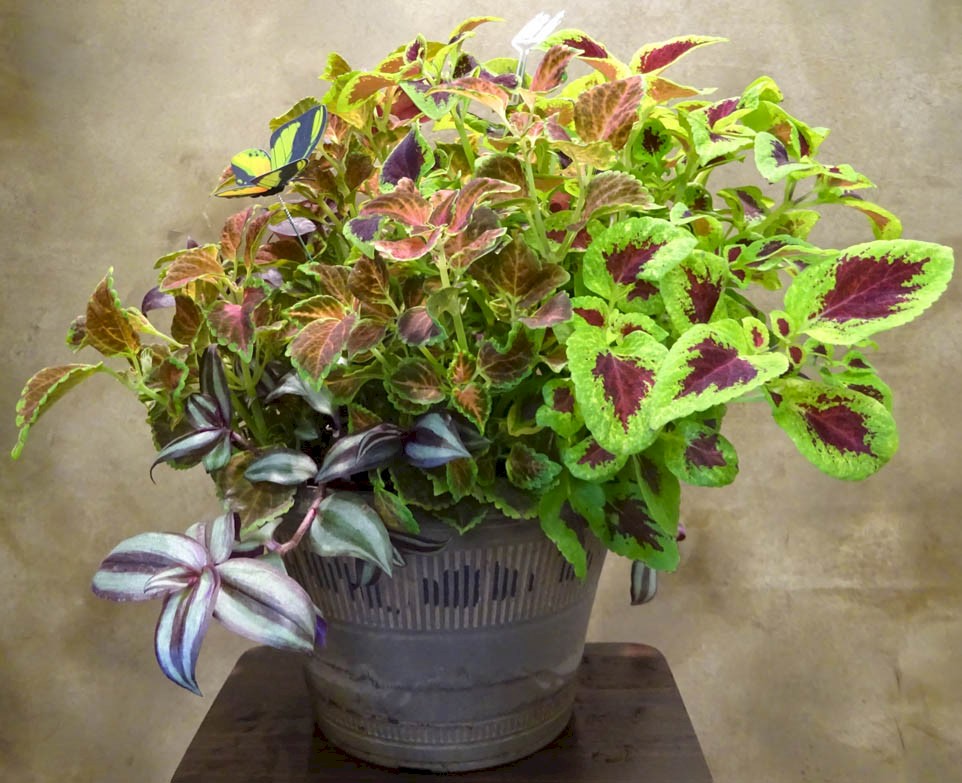 Flowers from Mike and Shar Moses