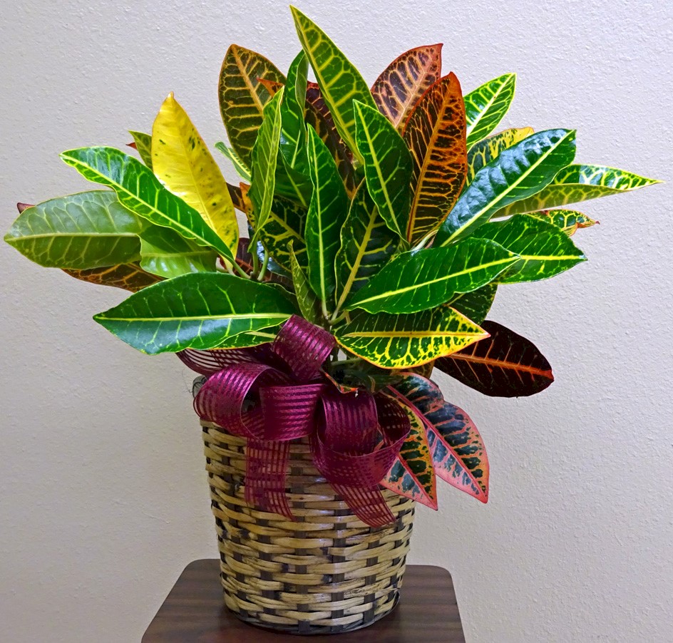 Flowers from Kadoka Oil and Discount Fuel - Mark and Tammy Carlson and Family