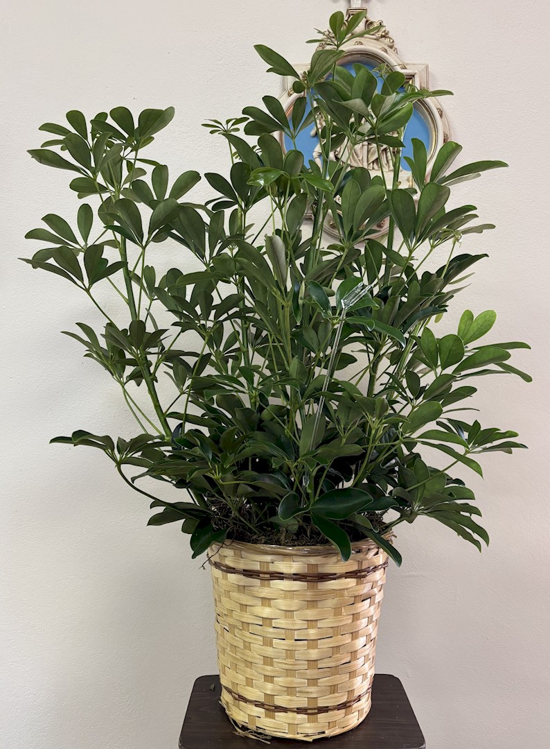 Flowers from Charlie and Brenda Ackerman and Family