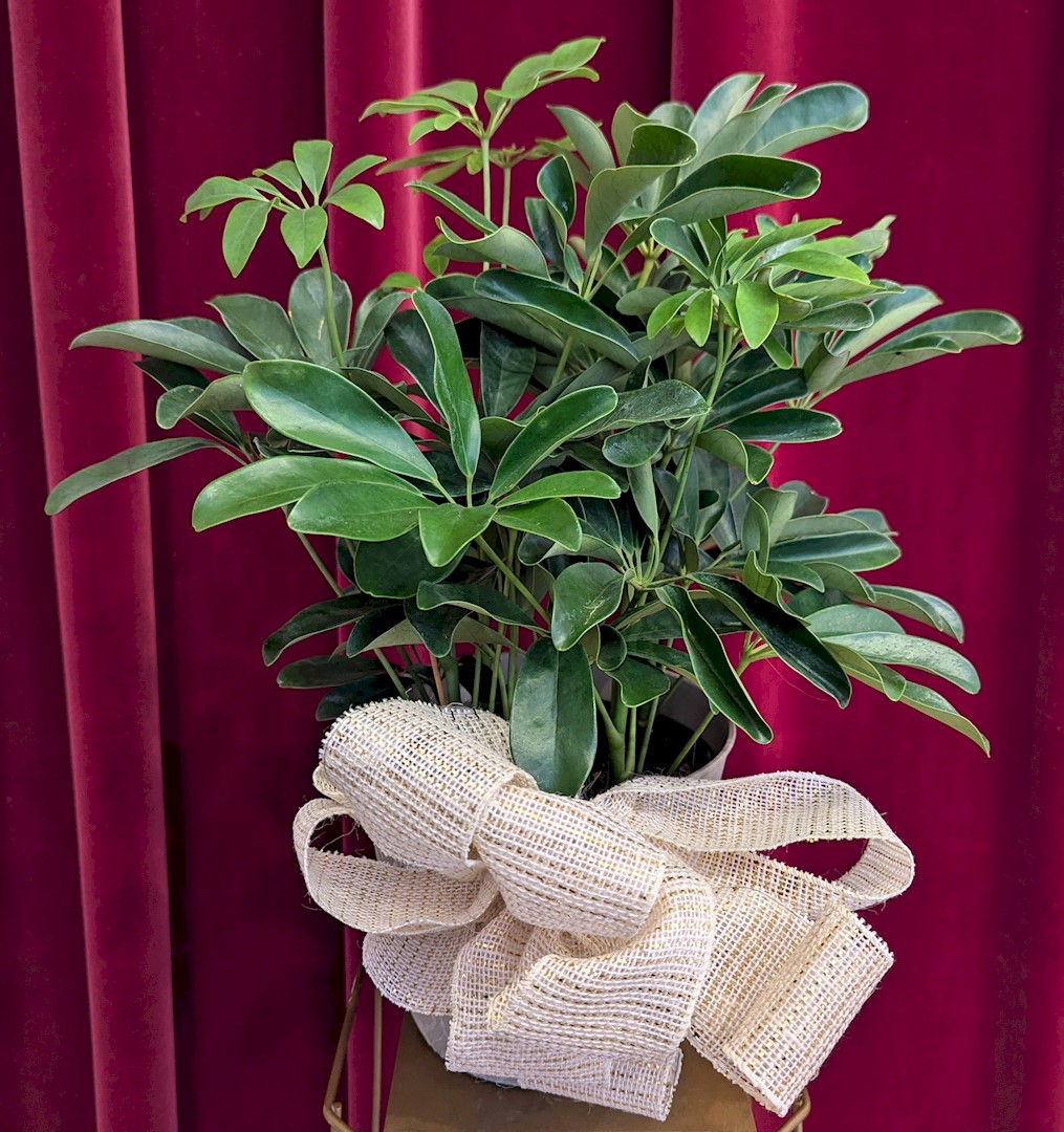 Flowers from The Sunshine Fund