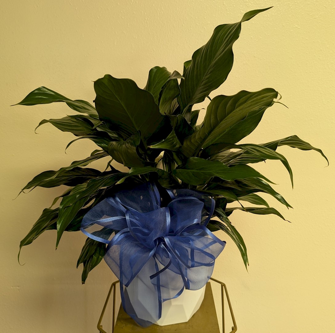 Flowers from Dakota Country Pharmacy
