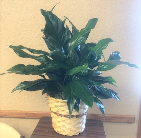 Flowers from Phyllis Clingman