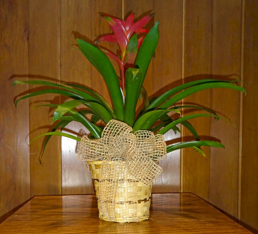 Flowers from Red Hats of the 50's
