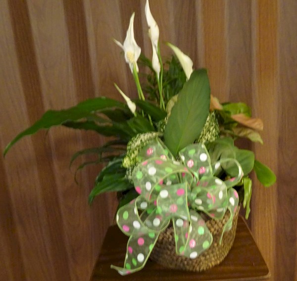 Flowers from Kathy - Tucker & Family
Tyler & Dan, Abbie & Family