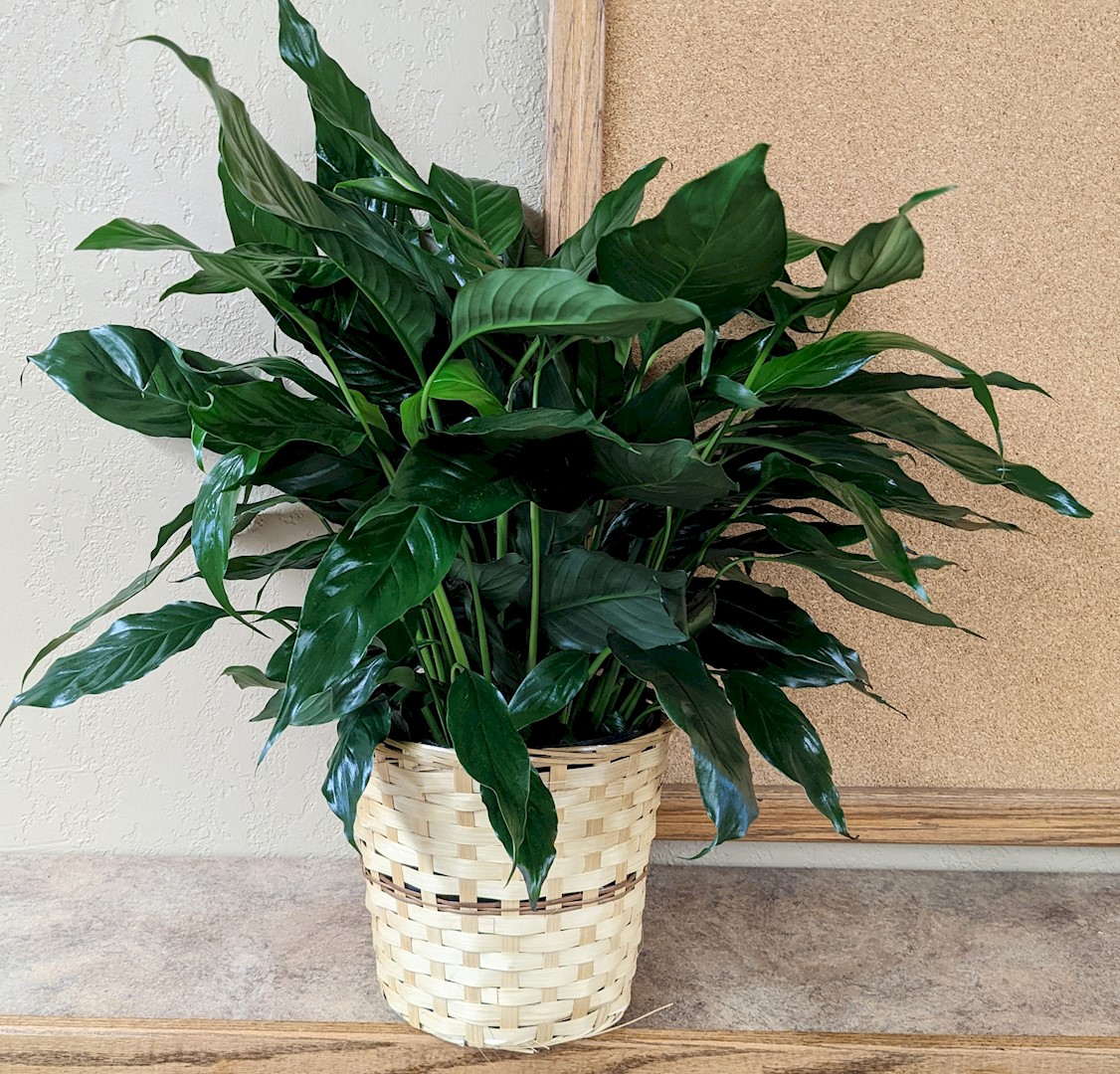 Flowers from The Staff at Scotchman Living Center