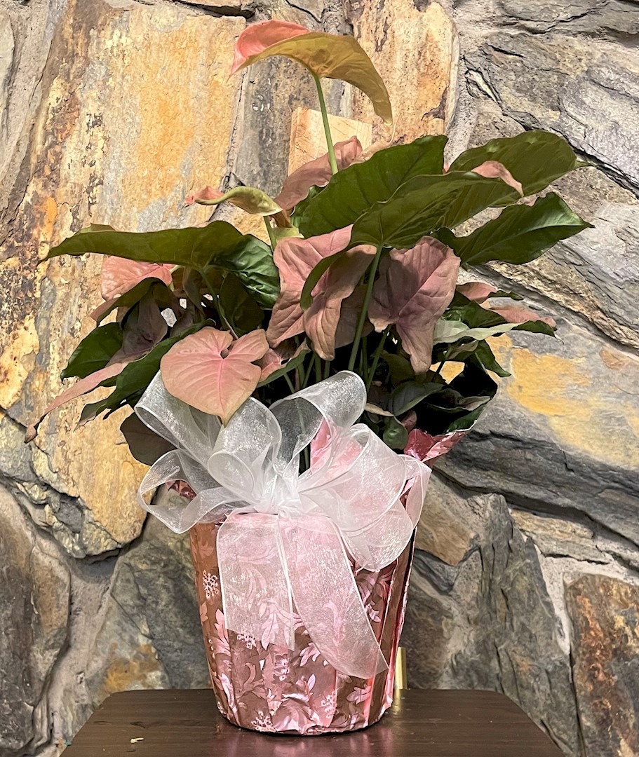 Flowers from Owen, Bonnie, Kassidy, Kwincy, Josh, and Kyler Ferguson