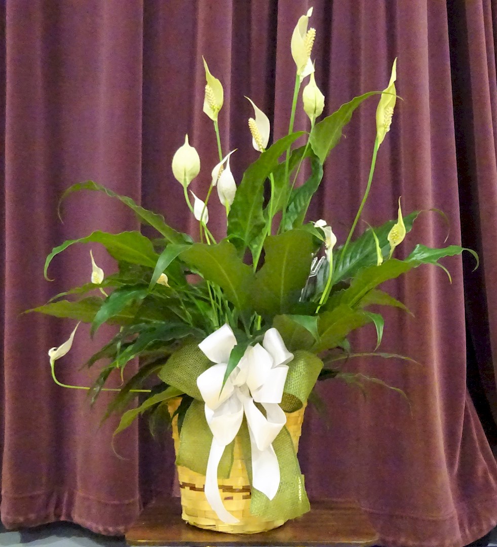 Flowers from Steve, Mary, and Jacy Gehlsen