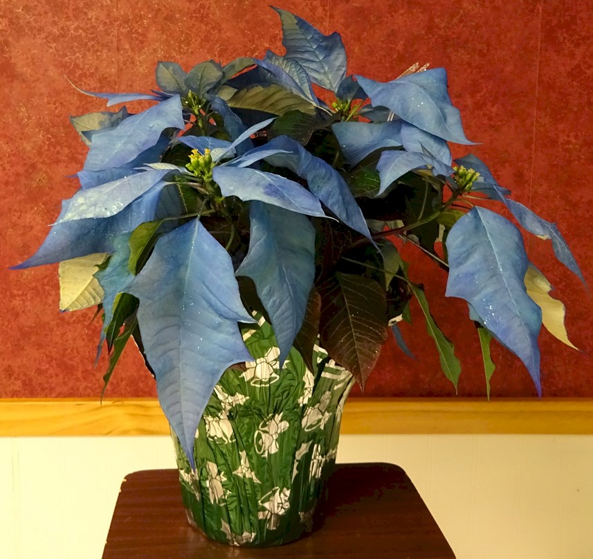 Flowers from Jim and Debbie Antonsen and C.D. Uhlir