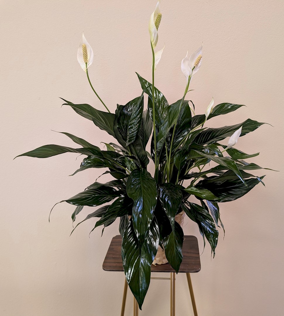 Flowers from Your KNH Family, Staff, Residents, and Board of Directors