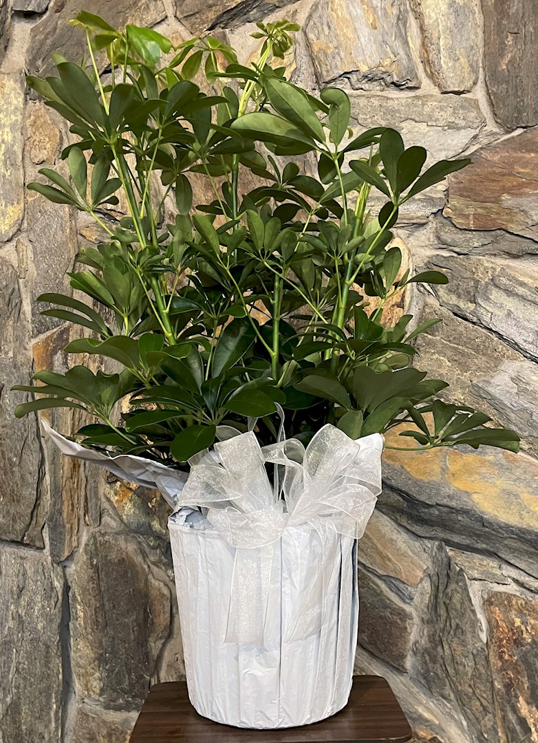Flowers from The Scotchman Living Center