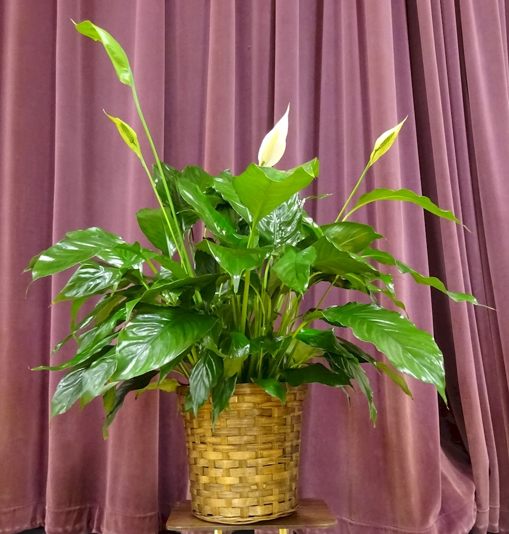 Flowers from Sam, Danielle, Ciara, and Caden Stoddard