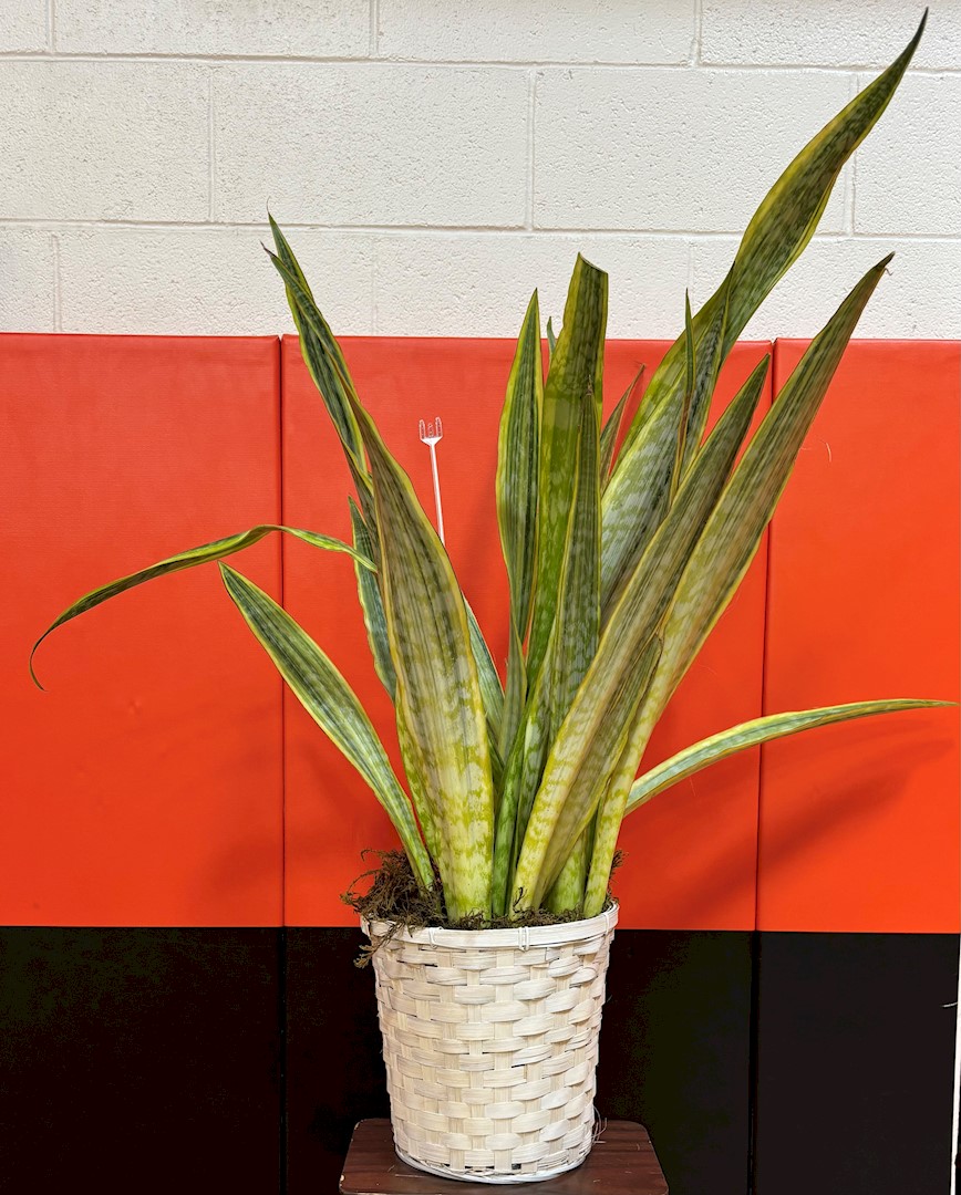 Flowers from Ron and Laurie; Cole and Bryan; Lindsay, Erik, and Family; and Marissa, Michael, and Family