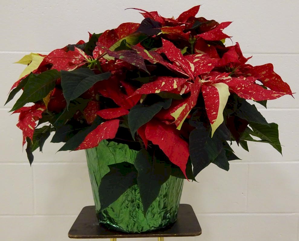 Flowers from Our Savior Lutheran Church