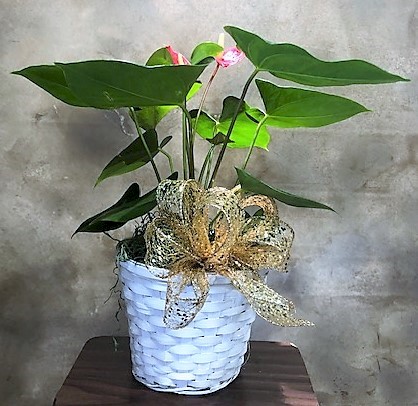 Flowers from Dakota Country Pharmacy