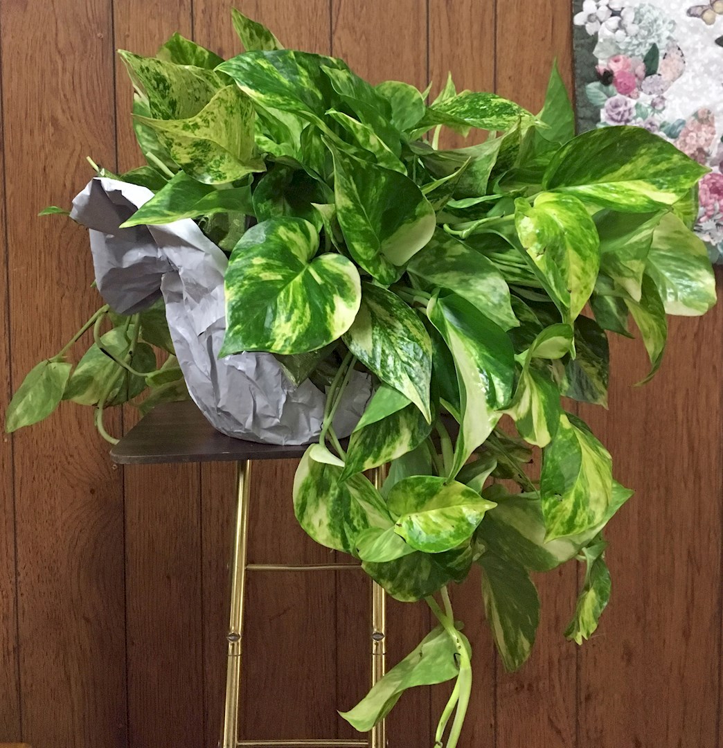 Flowers from Kadoka Nursing Home Residents, Staff, and Board of Directors
