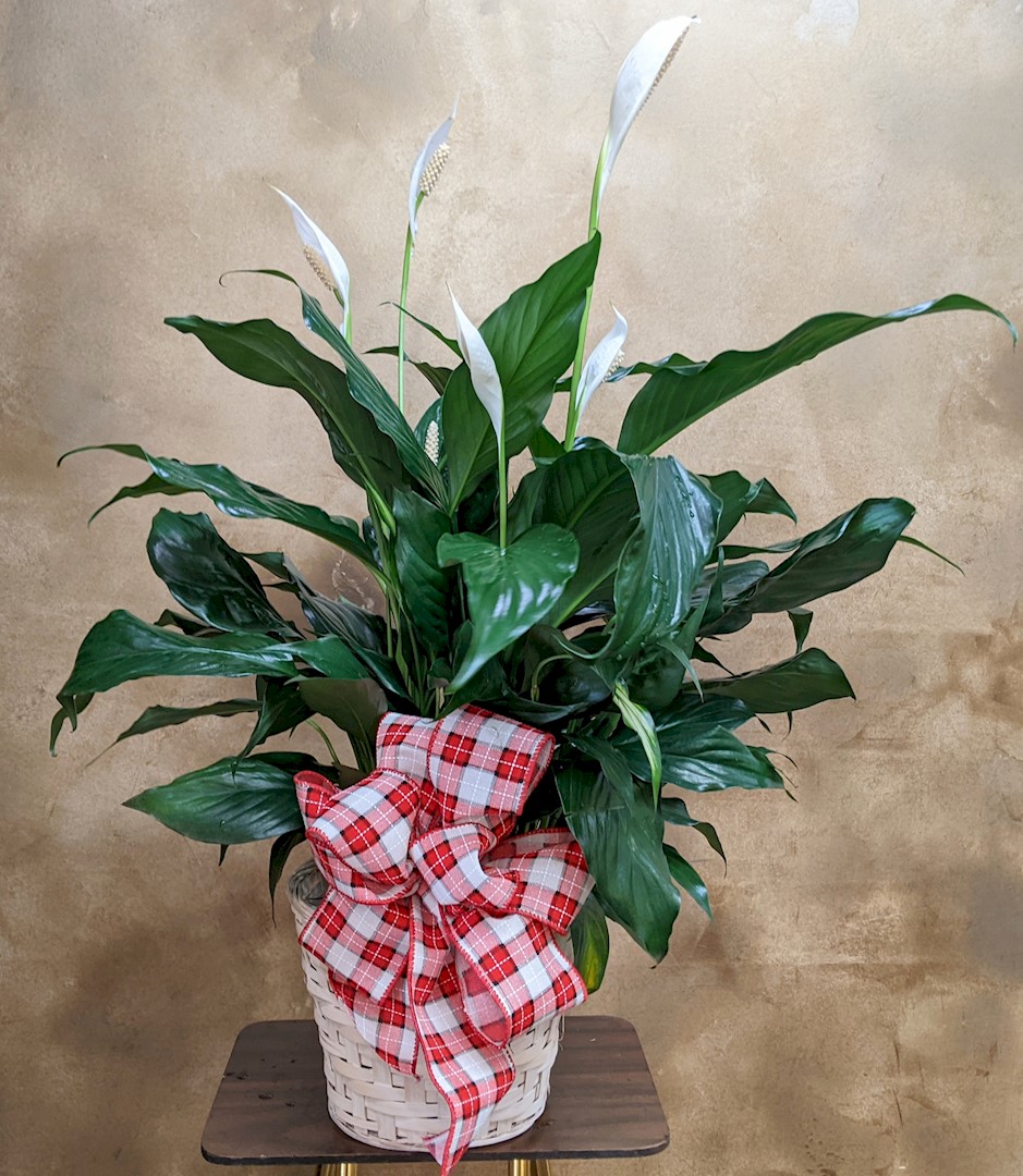 Flowers from Your friends at Stulken, Petersen, Lingle, Walti, and Philan