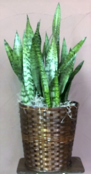 Flowers from Marcy, Bart, and Family and Rusty, Laure, and Family