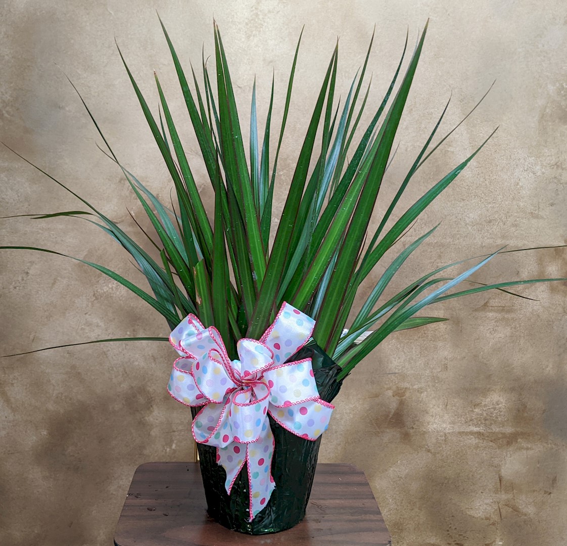 Flowers from Dakota Country Pharmacy