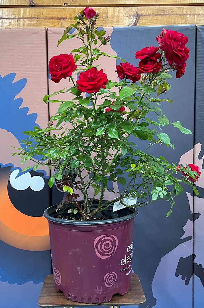 Flowers from Rickita Dice