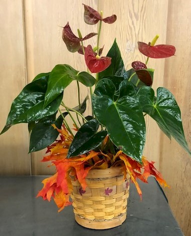 Flowers from Laurel, Rusty, Heath, Amara, and Family; Heidi, Sauntee, and Family; and Haven and Lindsey