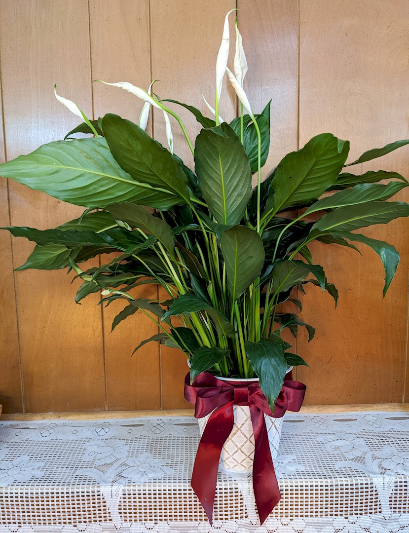 Flowers from Vicki Daly and Family