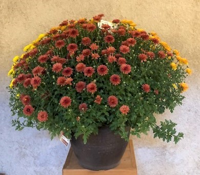 Flowers from Gene and Marie Bartel