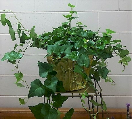 Flowers from Jim and Debbie Antonsen and Family