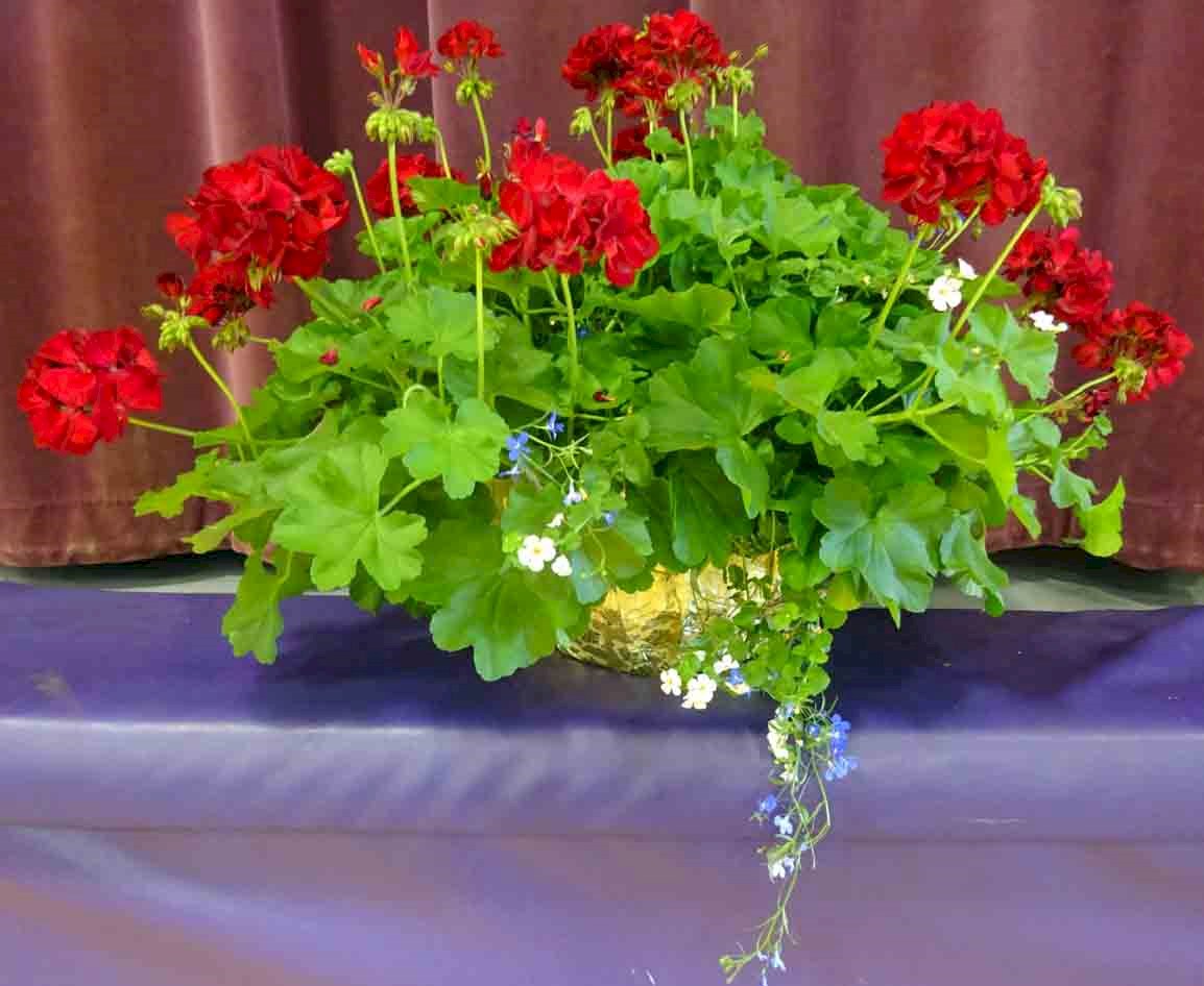 Flowers from Brian and Donna Beck