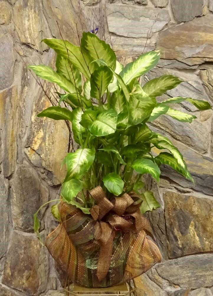 Flowers from Ketel Thorstenson Team