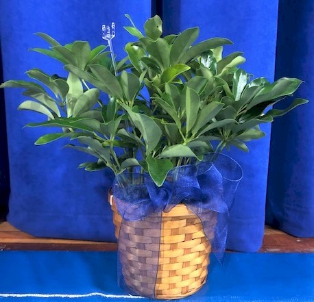 Flowers from David and Koleene Newbold; Tami, Brian, and Terry Flynn; and Emily Daly