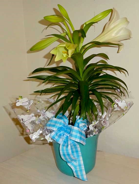 Flowers from Jim Mansfield Family