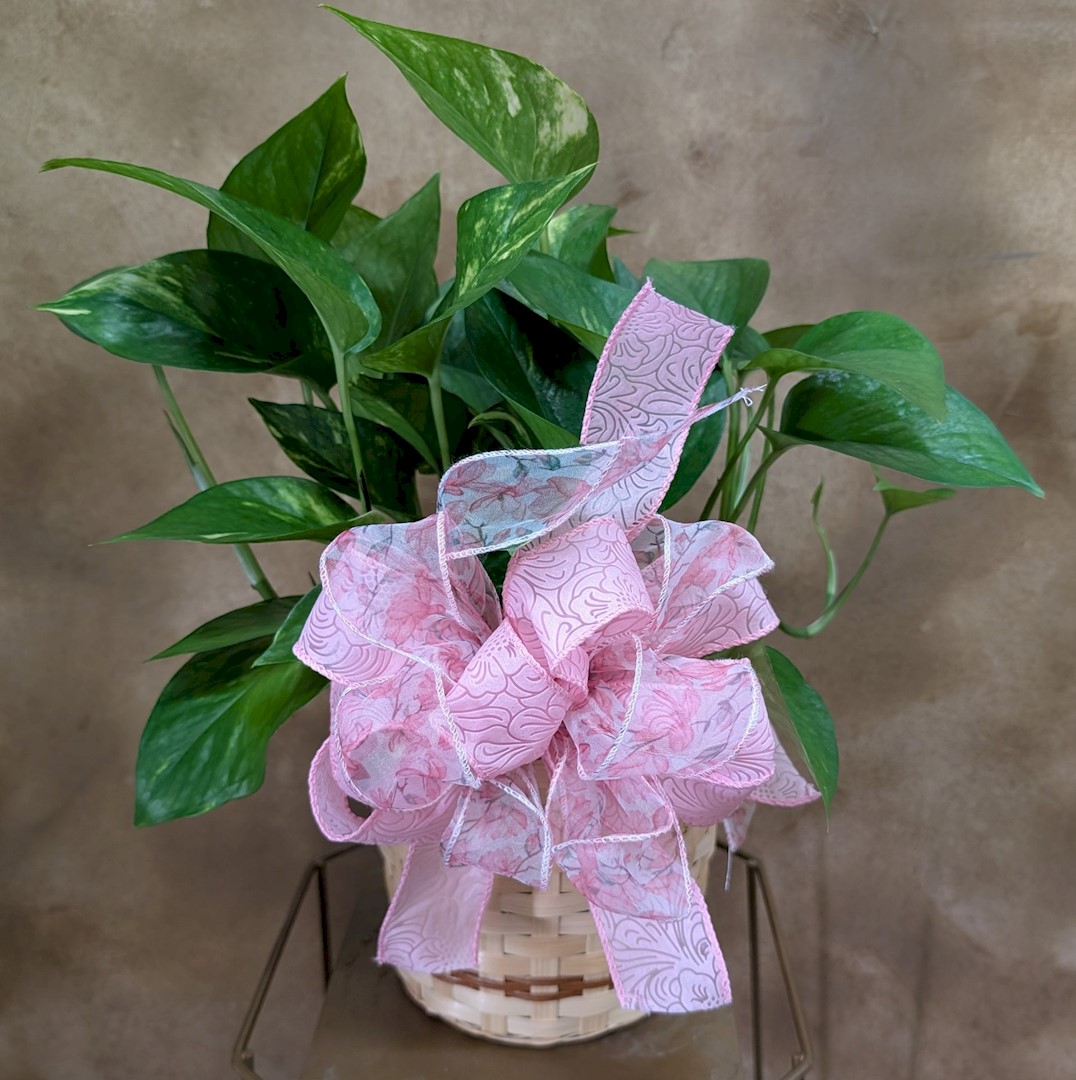 Flowers from Dakota Country Pharmacy