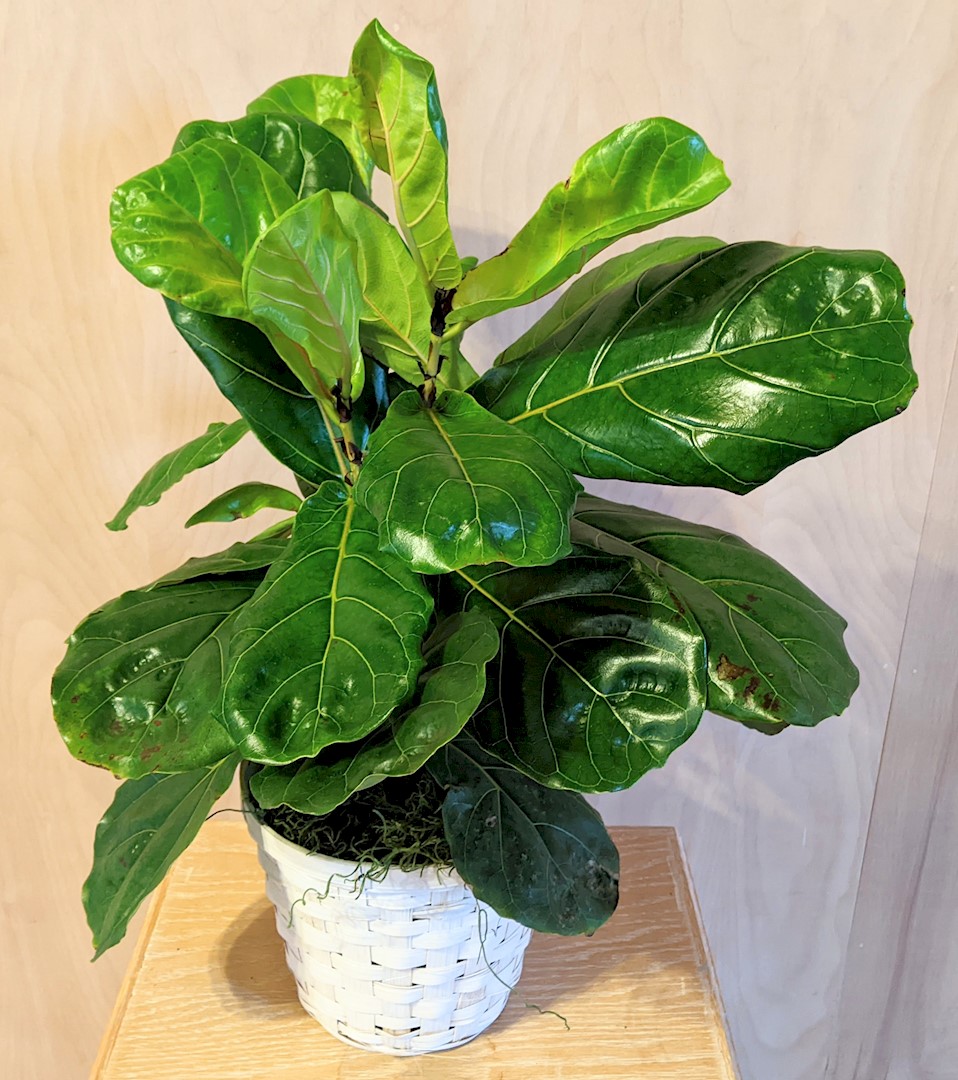 Flowers from Tyler and Angel Nemec Family