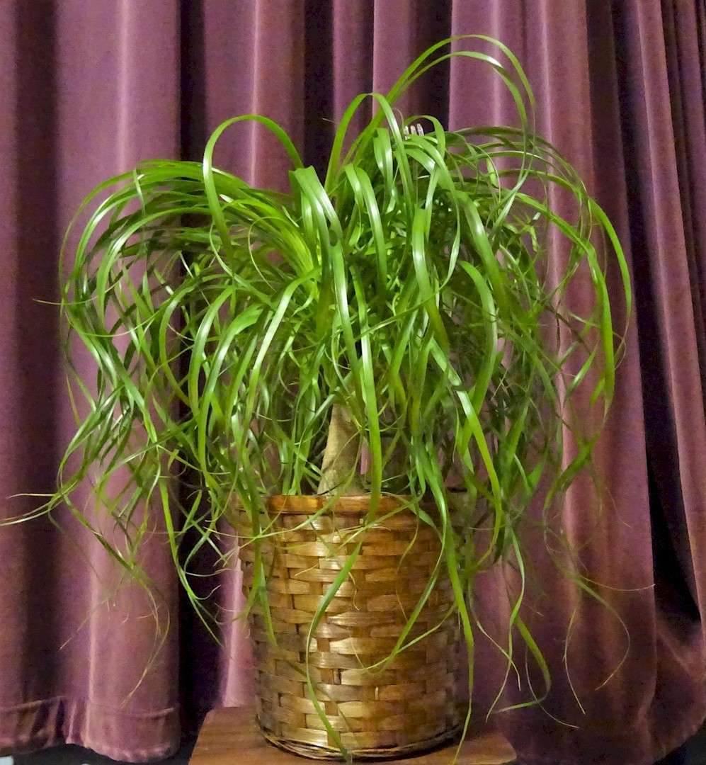 Flowers from West Central Electric Employees