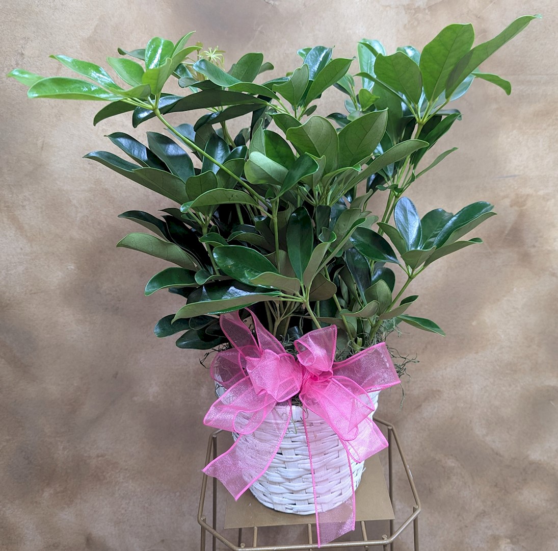 Flowers from Kadoka Nursing Home Staff, Residents, and Board of Directors