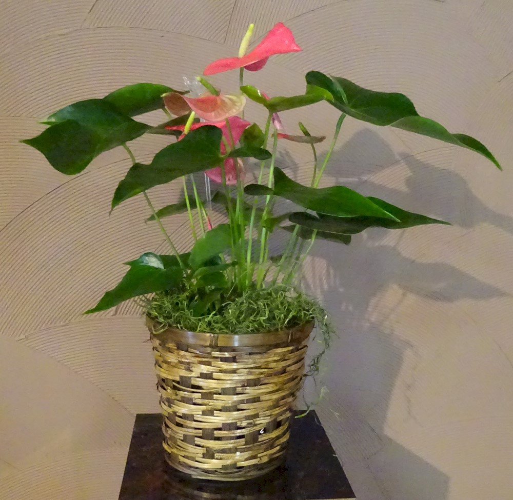 Flowers from Leaha, Lynnze, Lyndee, and Leland