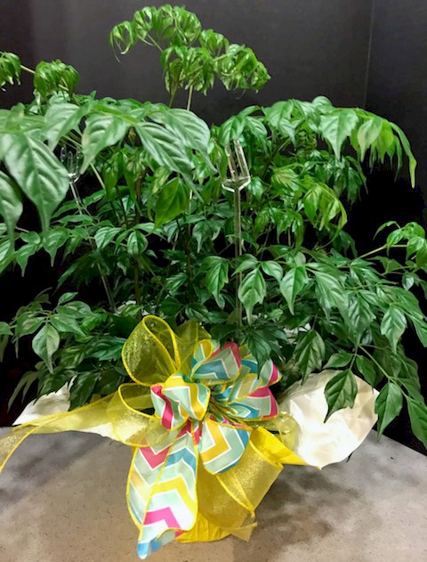 Flowers from Kent and Steph Kjerstad and Families