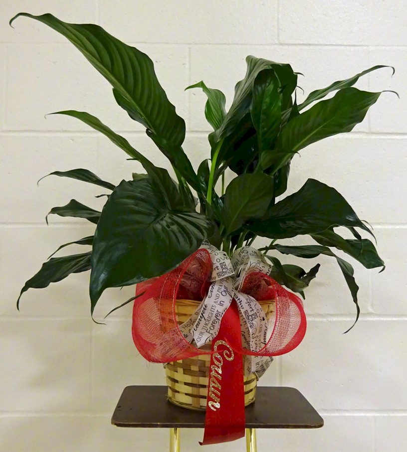 Flowers from "Cousin" - Janet & Family and Joyce & Family