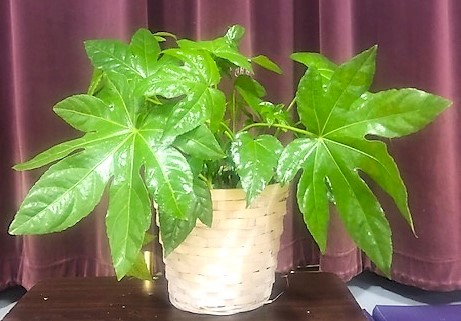 Flowers from Branden, Tayta, and Family and Owen, Bonnie, and Family