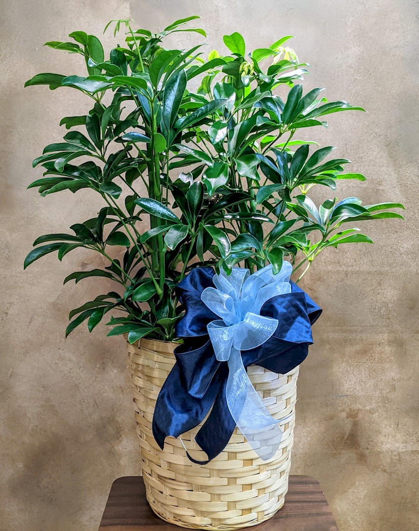 Flowers from Brian and Misti Hostutler and Family